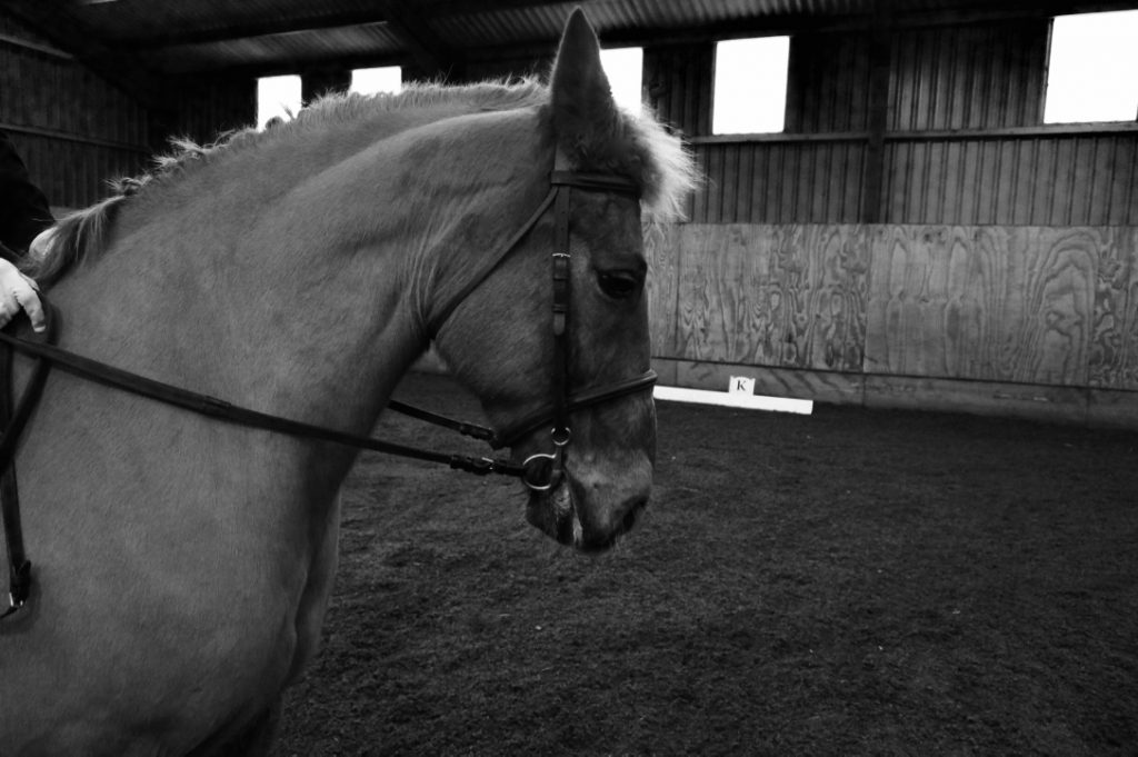 Tilery Equestrian Centre Riding, Liveries, Pony Club and more